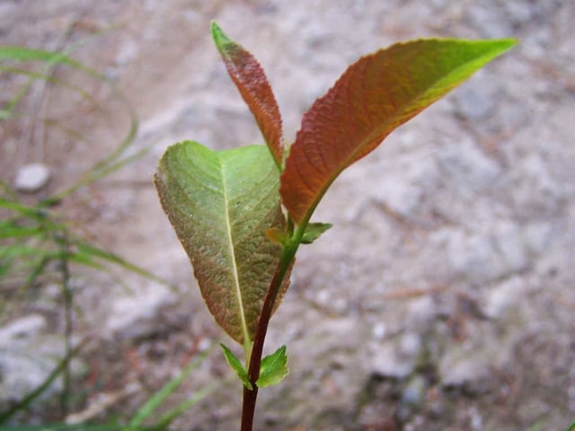 At the base of the petiole a pair of stipules form. These may fall in spring, or last for much of the summer or even for more than one year (marcescence).
