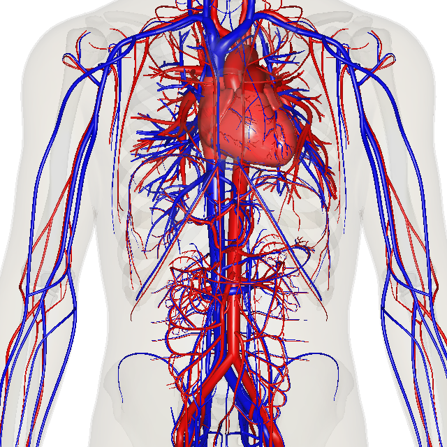 Depiction of the heart, major veins and arteries constructed from body scans