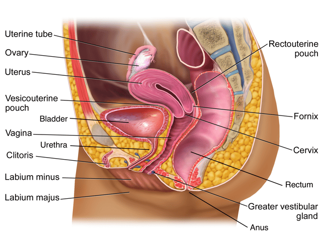 Pelvic anatomy including organs of the female reproductive system