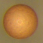 An Artemia cyst