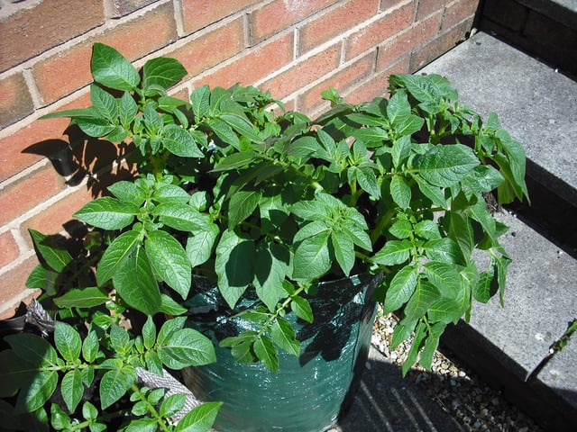 Potatoes grown in a tall bag are common in gardens as they minimize the amount of digging required at harvest