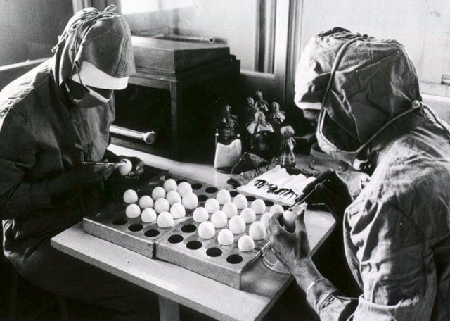 Two workers make openings in chicken eggs in preparation for production of measles vaccine.