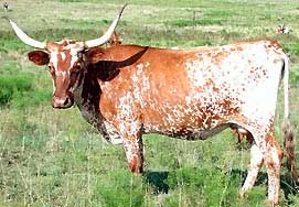 Texas Longhorns are a US breed