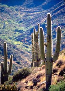 Saguaro cactus in the Sonoran Desert.