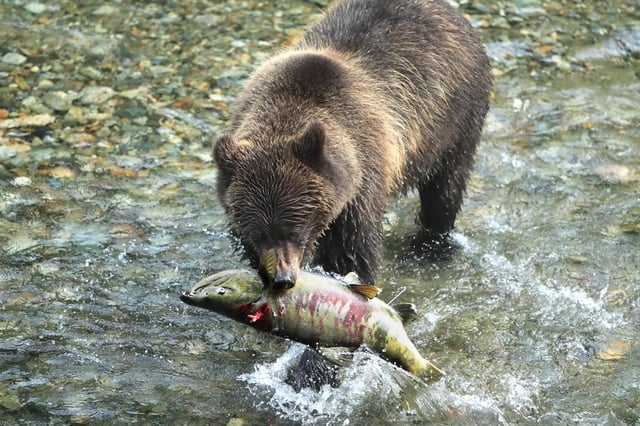 A freshly-caught salmon is a very nutritious meal for a young Alaska Peninsula brown bear