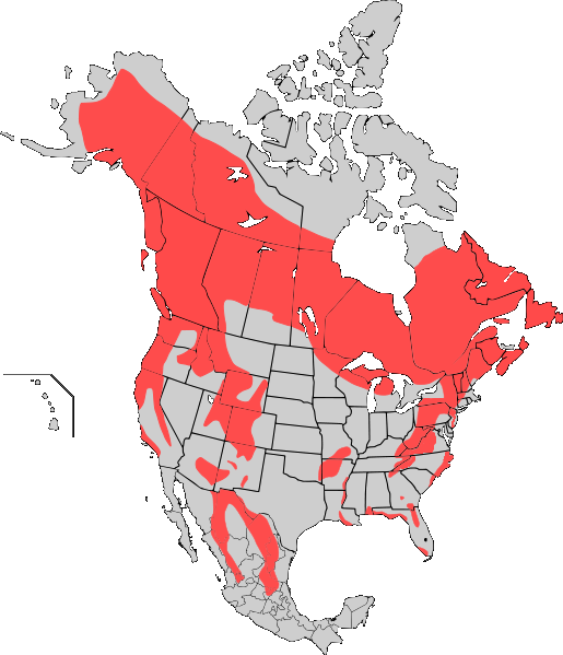 American black bear