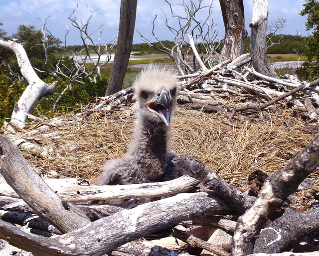 Chick at Everglades National Park