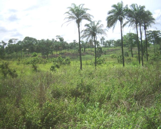 Bas-Congo landscape