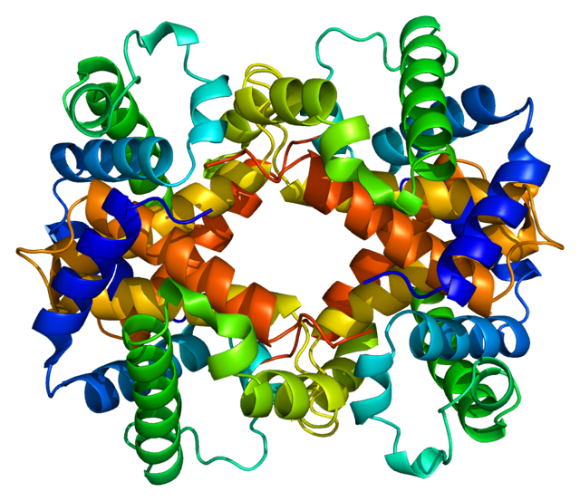 Protein HBB PDB 1a00: this is a healthy Beta Globin Protein