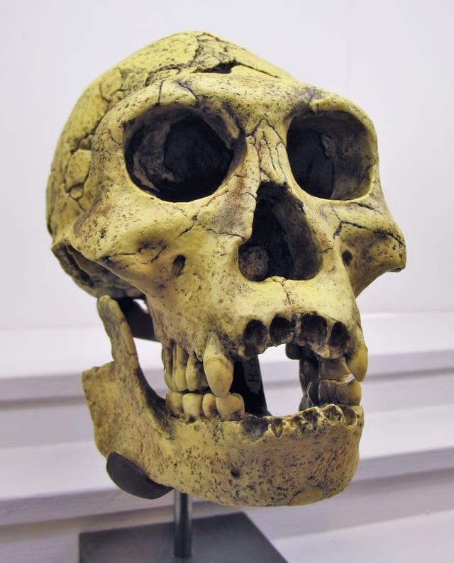 Dmanisi skull 3 (fossils skull D2700 and jaw D2735, two of several found in Dmanisi in the Georgian Transcaucasus)