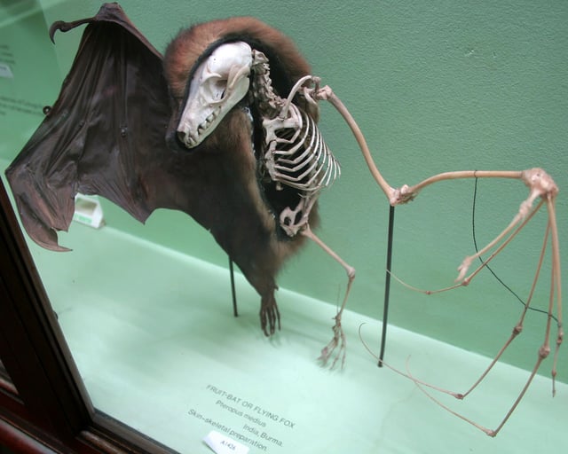 A preserved megabat showing how the skeleton fits inside its skin
