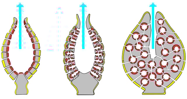 Porifera body structures