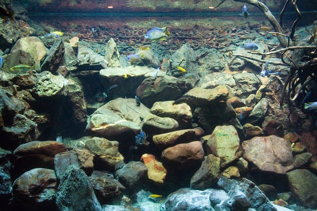 This Lake Malawi biotope with cichlids is an exhibit of Artis, a zoo in Amsterdam. Note the absence of green plants in this rift lake habitat.