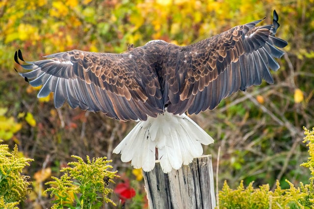 This eagle has a sizable wingspan