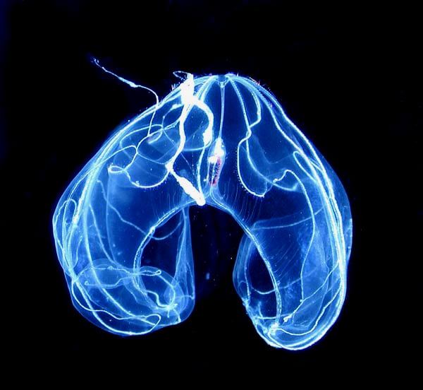 A comb jelly