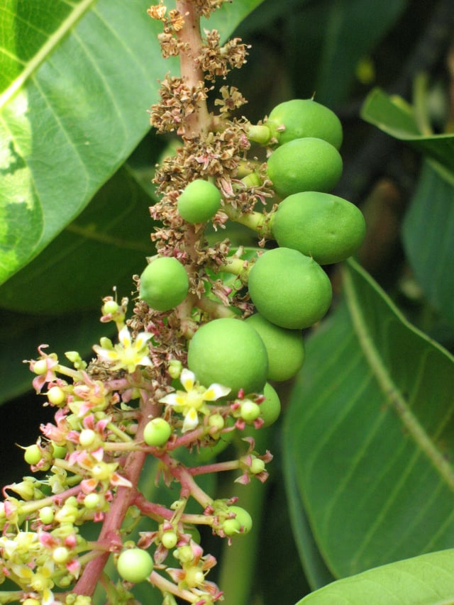 Close-up of the inflorescence and immature fruits of an 'Alphonso' mango tree