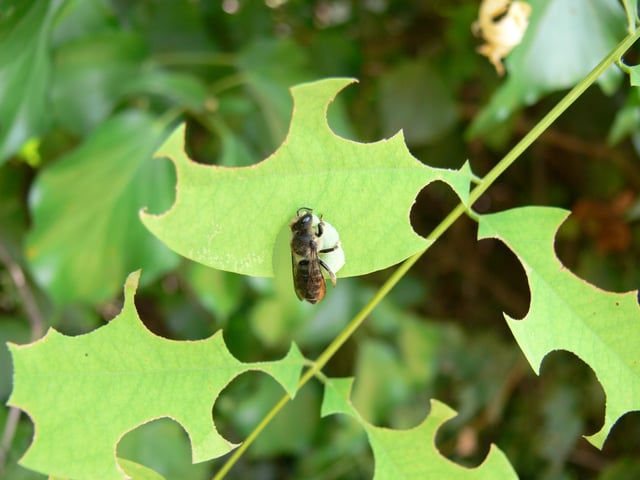 A leafcutting bee, Megachile rotundata