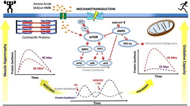 Diagram of the molecular signaling cascades that are involved in myofibrillar muscle protein synthesis and mitochondrial biogenesis in response to physical exercise and specific amino acids or their derivatives (primarily L-leucine and HMB). Many amino acids derived from food protein promote the activation of mTORC1 and increase protein synthesis by signaling through Rag GTPases.Abbreviations and representations
 • PLD: phospholipase D • PA: phosphatidic acid • mTOR: mechanistic target of rapamycin • AMP: adenosine monophosphate • ATP: adenosine triphosphate • AMPK: AMP-activated protein kinase • PGC‐1α: peroxisome proliferator-activated receptor gamma coactivator-1α • S6K1: p70S6 kinase • 4EBP1: eukaryotic translation initiation factor 4E-binding protein 1 • eIF4E: eukaryotic translation initiation factor 4E • RPS6: ribosomal protein S6 • eEF2: eukaryotic elongation factor 2 • RE: resistance exercise; EE: endurance exercise • Myo: myofibrillar; Mito: mitochondrial • AA: amino acids • HMB: β-hydroxy β-methylbutyric acid • ↑ represents activation • Τ represents inhibition