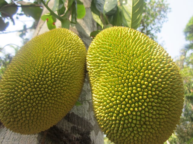 Jackfruit from Dharmadam
