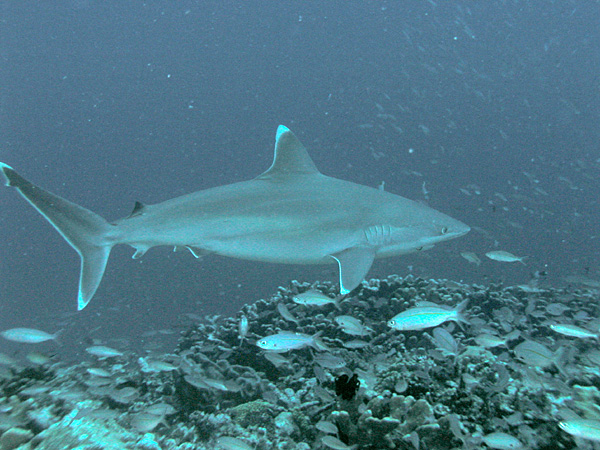 The silvertip shark is a predator of the spotted eagle ray.