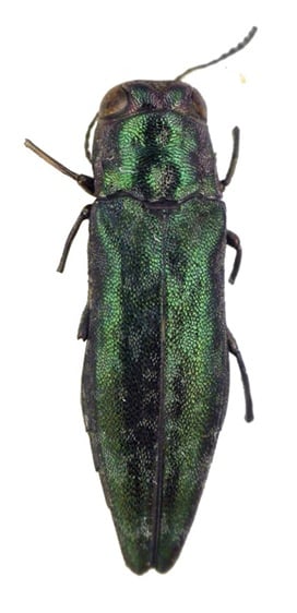 Agrilus nitidus lectotype.