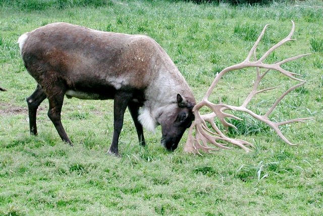 The size of the antlers plays a significant role in establishing the hierarchy in the herd.
