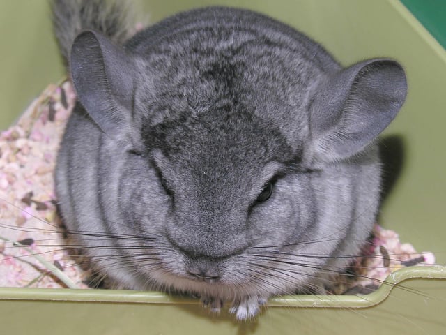 Chinchilla with its long whiskers