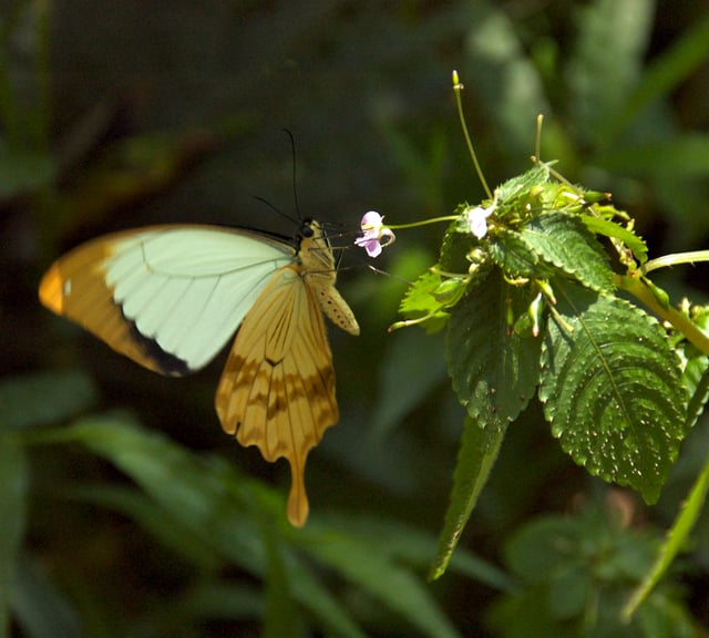 A Swallowtail butterfly at Lake Tana