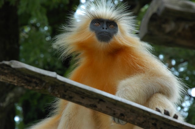 An endangered golden langur