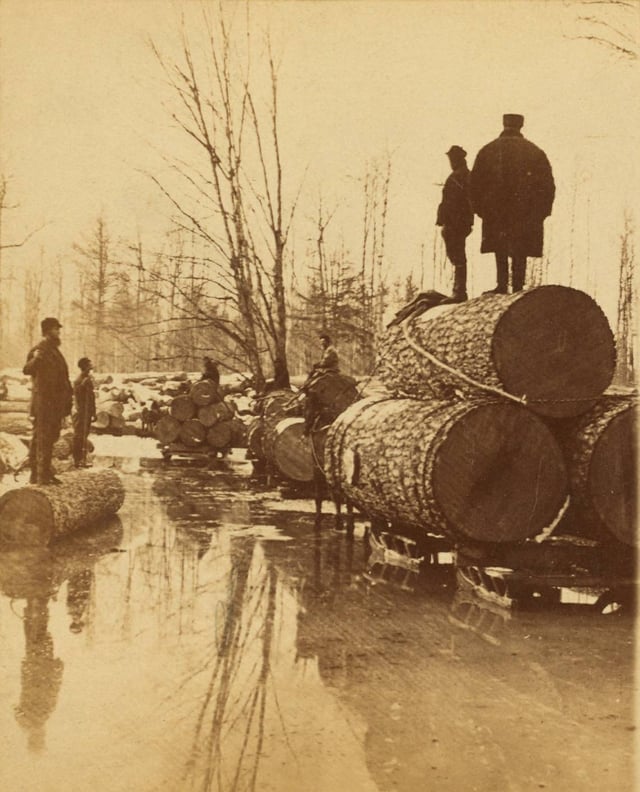 Lumbering pines in the late 1800s
