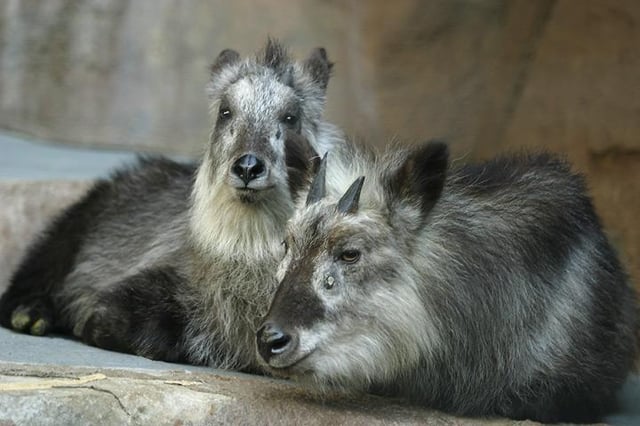 The Japanese serow has glands in the eyes that are clearly visible