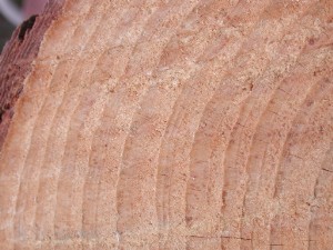 Pinus taeda cross-section showing annual rings, Cheraw, South Carolina.