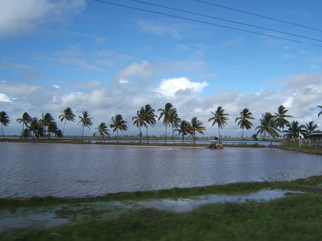 A tractor in a rice field on Guyana's coastal plain
