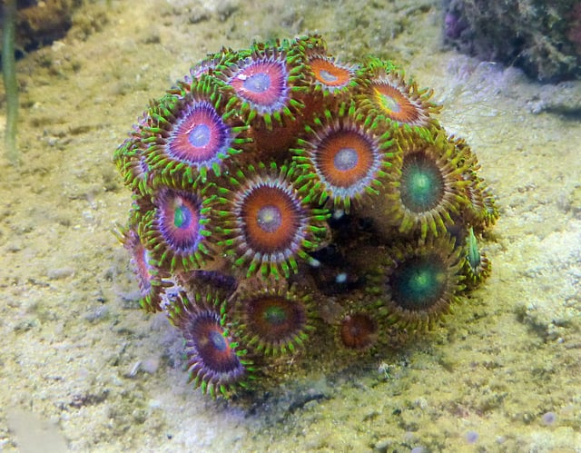 This dragon-eye zoanthid is a popular source of color in reef tanks.