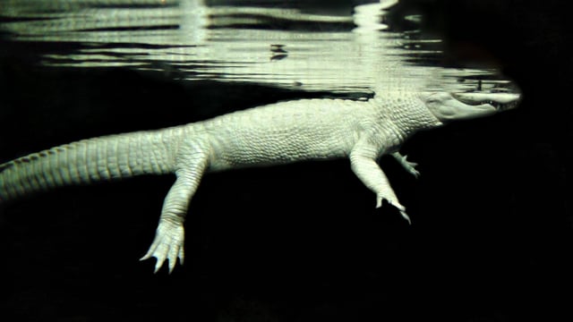 A rare albino alligator swimming