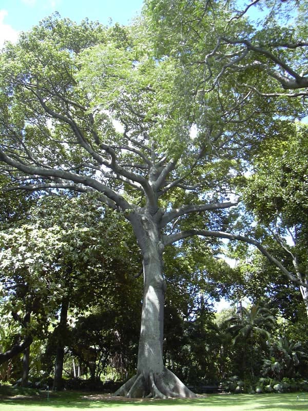 Sài Gòn may refer to the kapok (bông gòn) trees that are common around the city.