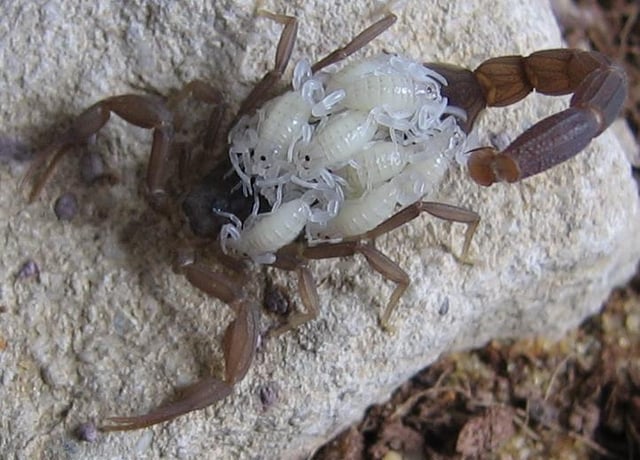 Compsobuthus werneri female with young (white)
