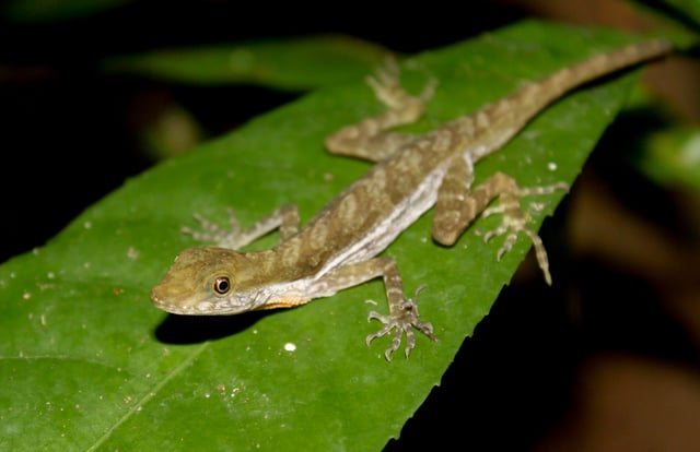 Norops poecilopus