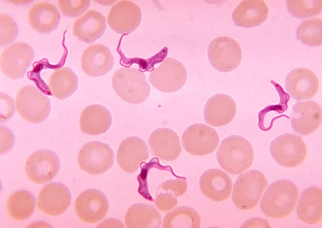 The vector-transmitted protozoan endoparasite Trypanosoma among human red blood cells