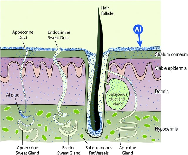 Schematic of aluminium absorption by human skin.