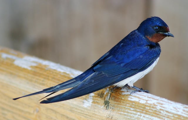 The barn swallow (H. r. rustica) is the national bird of Estonia.