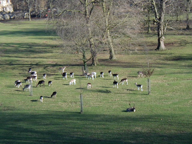 The deer in the Grove