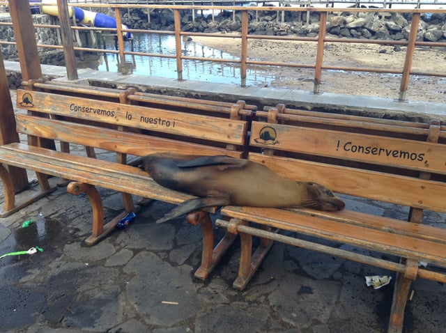 Adult Galápagos sea lion resting on a park bench in Puerto Baquerizo Moreno.