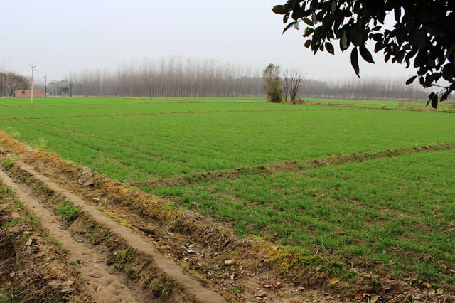 Wheat field in Punjab