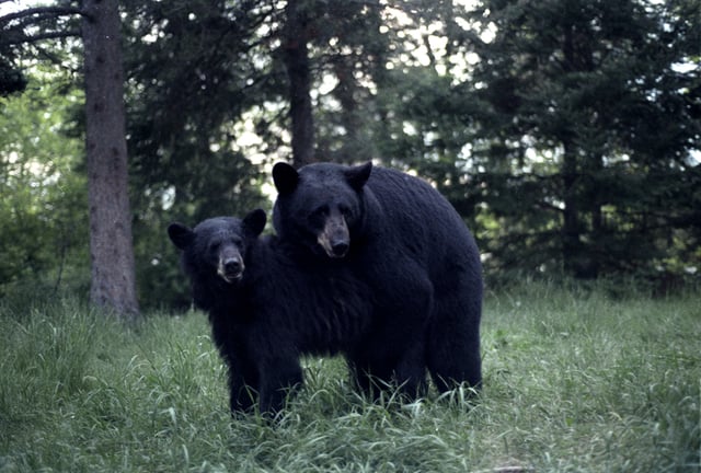 American black bears mating at the North American Bear Center
