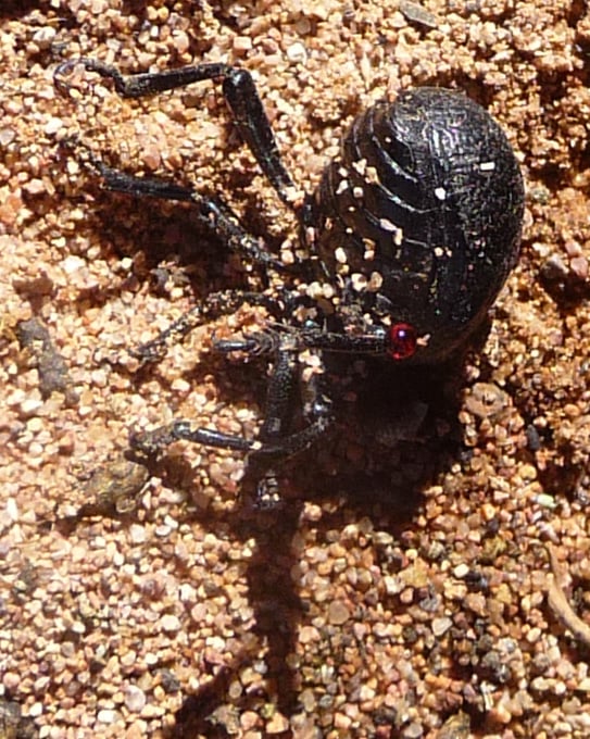 The bloody-nosed beetle, Timarcha tenebricosa, defending itself by releasing a droplet of noxious red liquid (base of leg, on right)
