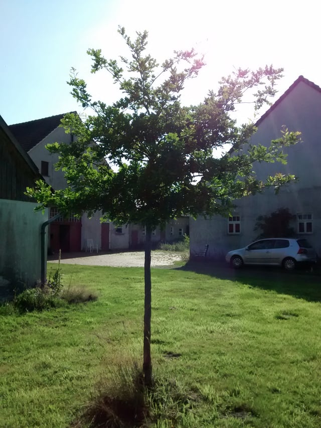 Oak on sandy earth