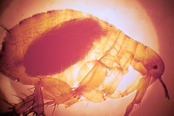 The Oriental rat flea (Xenopsylla cheopis) engorged with blood. This species of flea is the primary vector for the transmission of Yersinia pestis, the organism responsible for spreading bubonic plague in most plague epidemics. Both male and female fleas feed on blood and can transmit the infection.