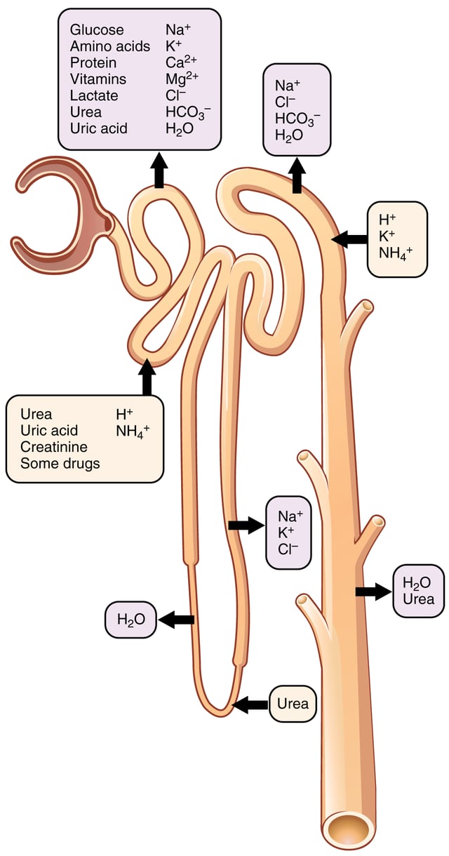 Secretion and reabsorption of various substances throughout the nephron