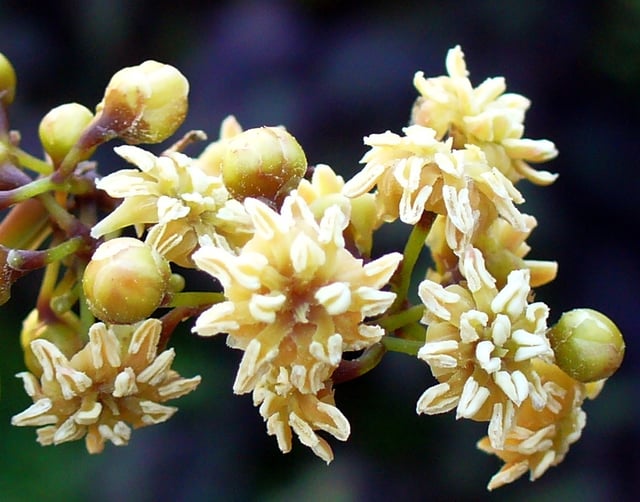 Amborella, the world's oldest living lineage of flowering plant